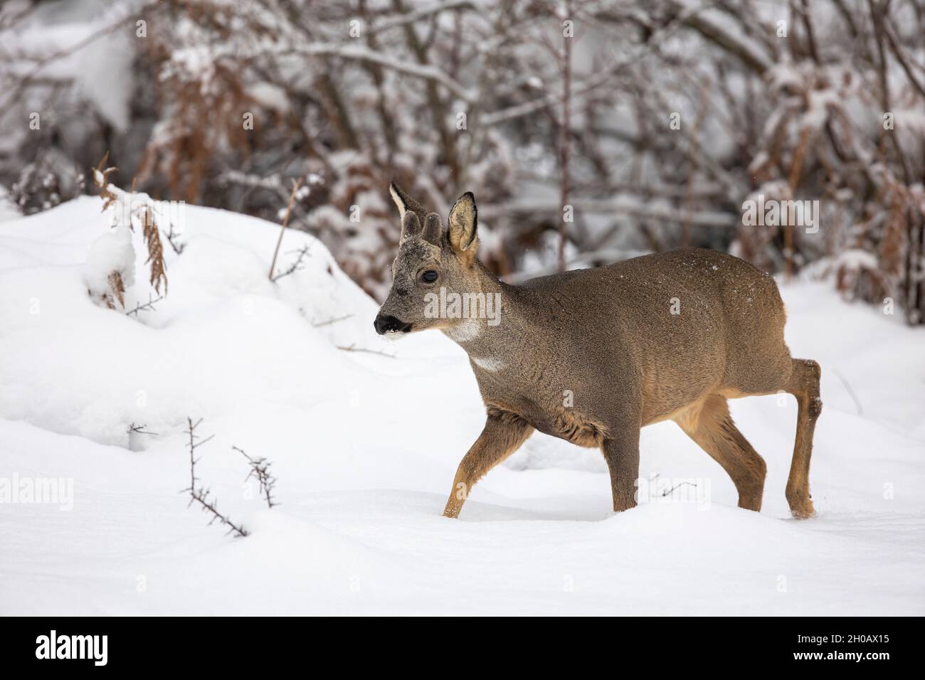 Roe deer (Capreolus capreolus) male in velvet in snow, Alsace, France Stock Photo