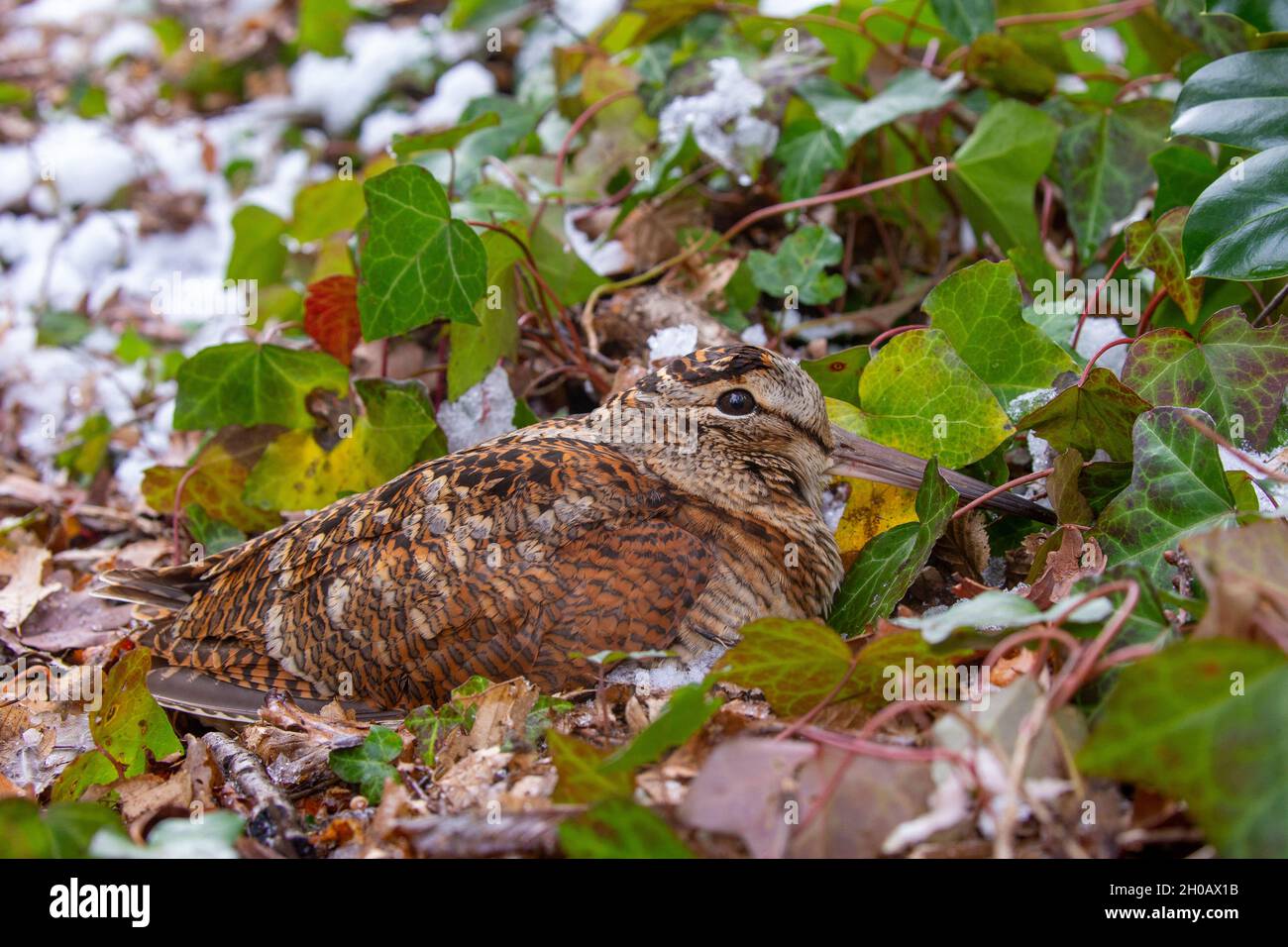 Woodcock (Scolopax rusticola), in undergrowth in winter, Ille et Vilaine, France Brittany, Stock Photo