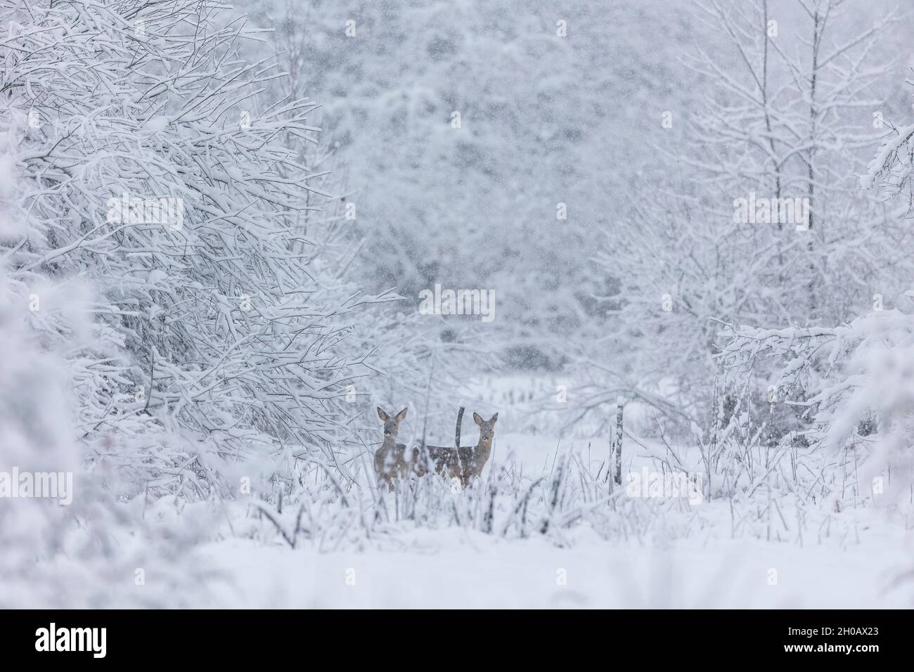 Roe deer (Capreolus capreolus ) females in snow, Alsace, France Stock Photo