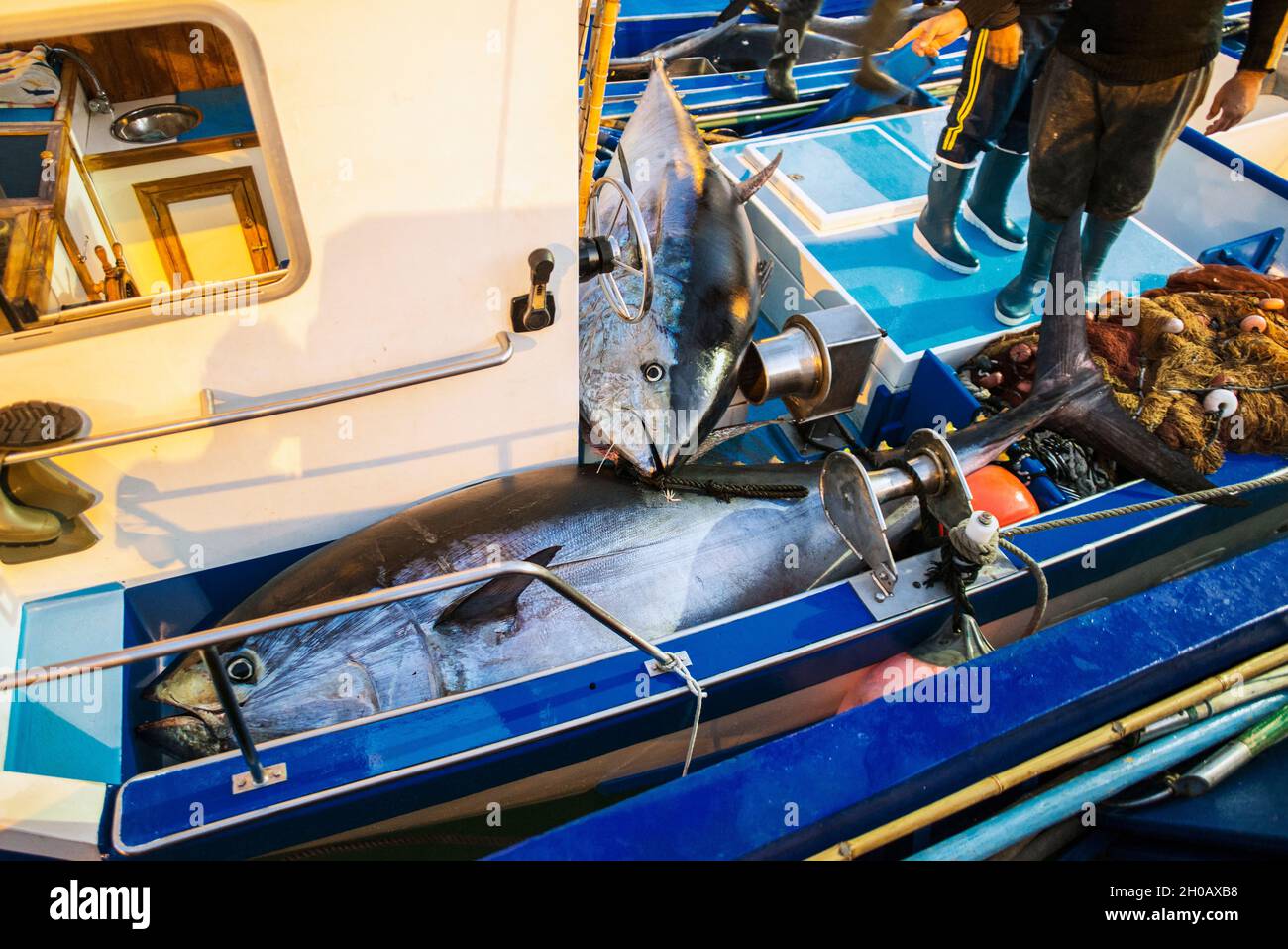 Artisanal and selective fishing for tuna, bluefin tuna (Thunnus thynnus