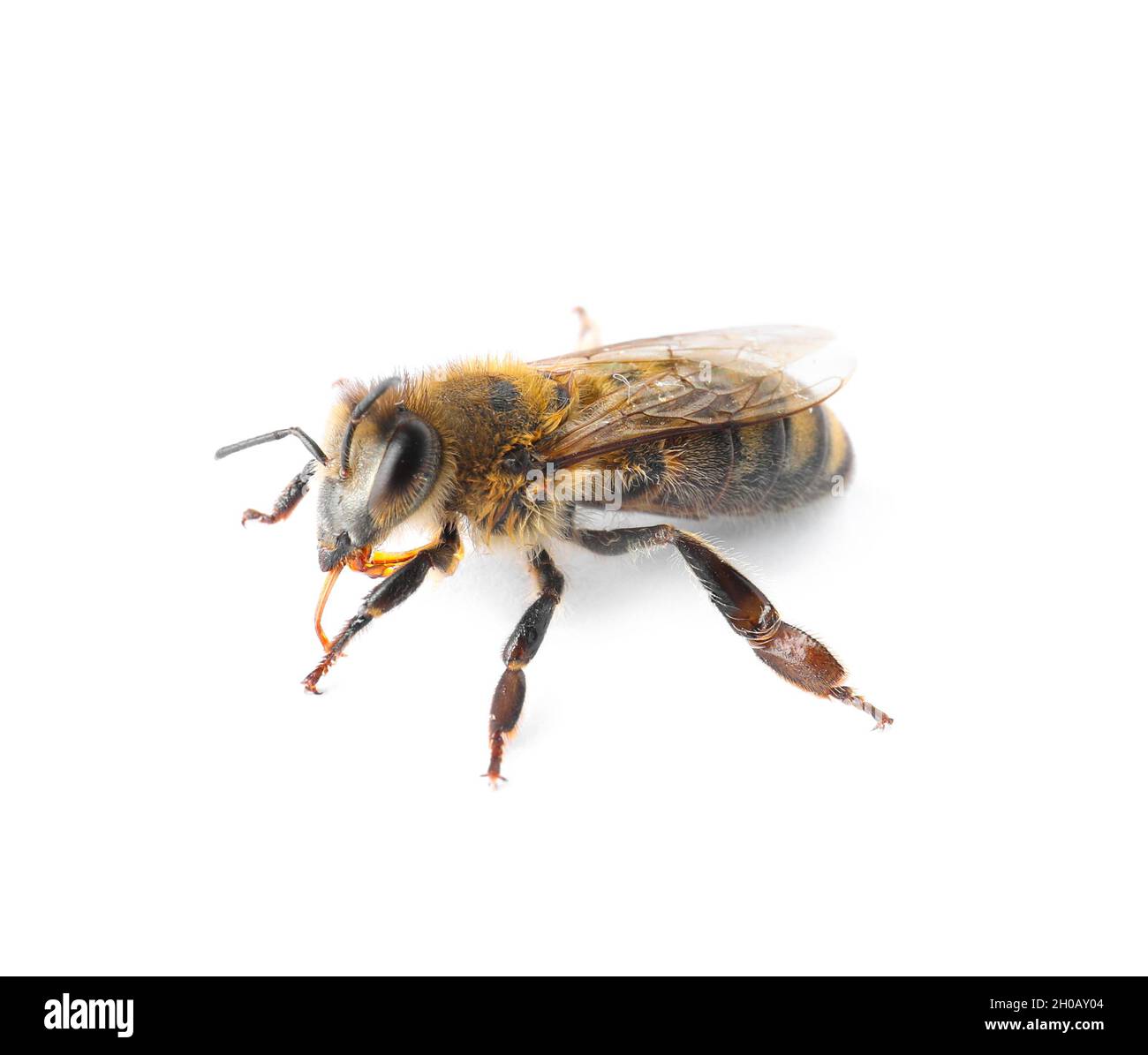 Beautiful honeybee on white background. Domesticated insect Stock Photo ...