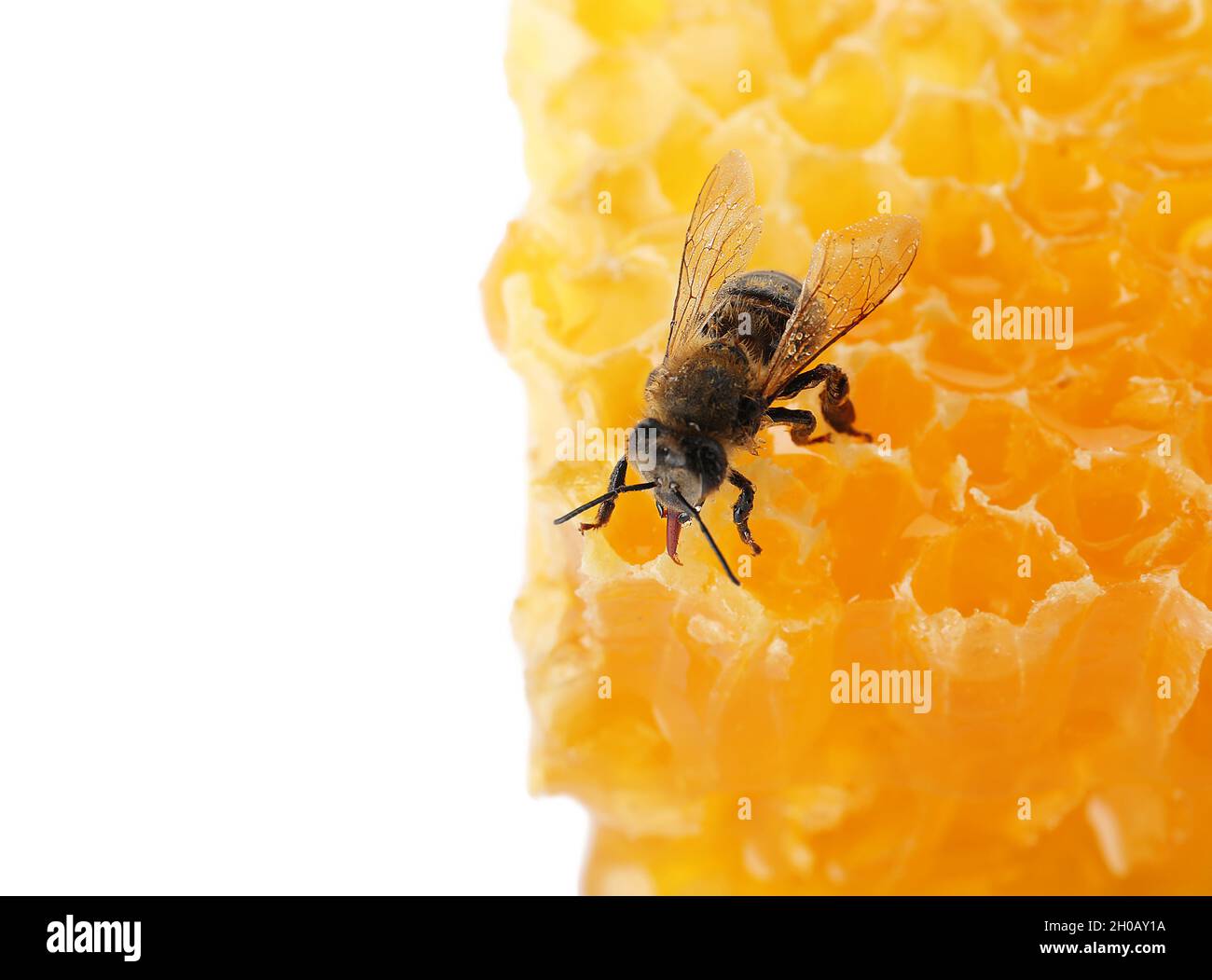 Honeycomb and bee on white background. Domesticated insect Stock Photo ...