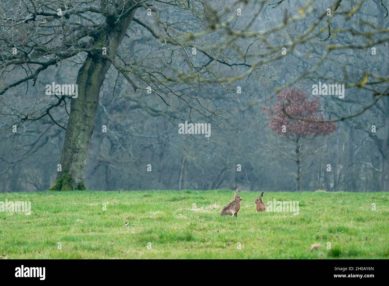 Brown hare (Lepus europaeus) sitting in a meadow, England Stock Photo