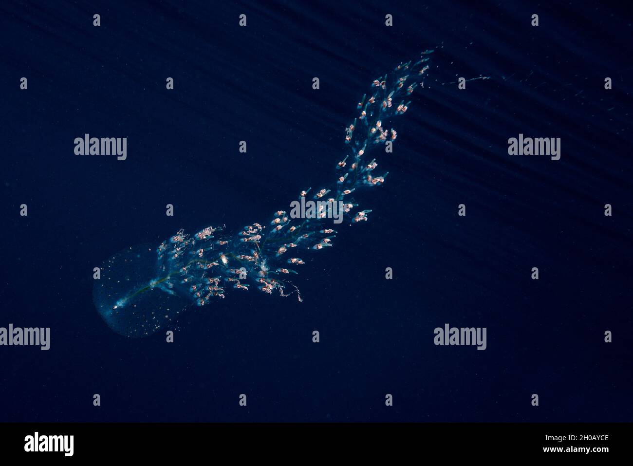 Siphonophore (Forskalia tholoides). Pelagic micro organism that is part of plankton. It lives dragged by the marine currents and it is common to obser Stock Photo