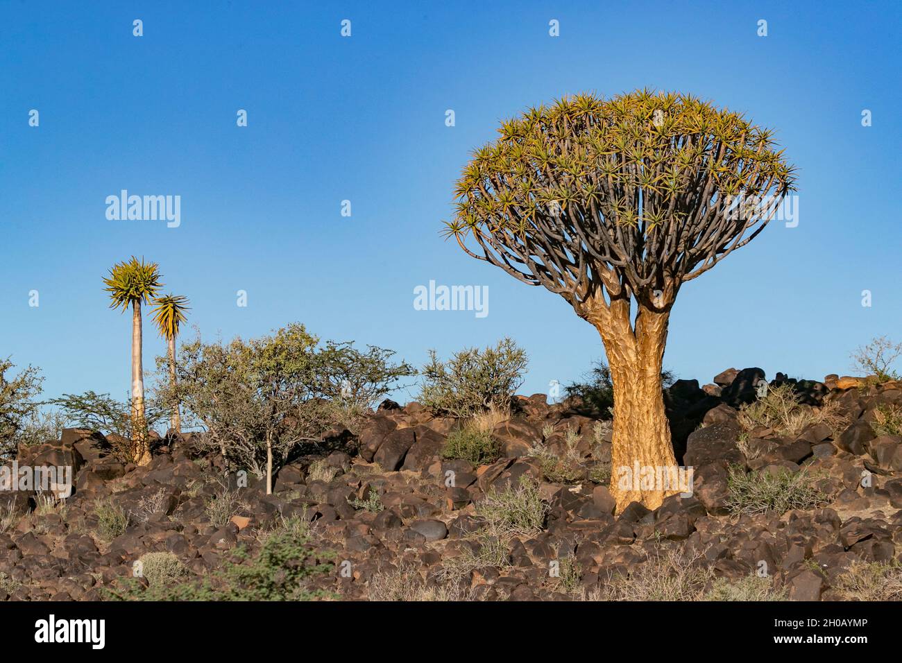 Quivertree forest or quiver tree (Aloidendron dichotomum), Gariganus farm, Keetmanshoop, Karas region, Namibia, Africa Stock Photo