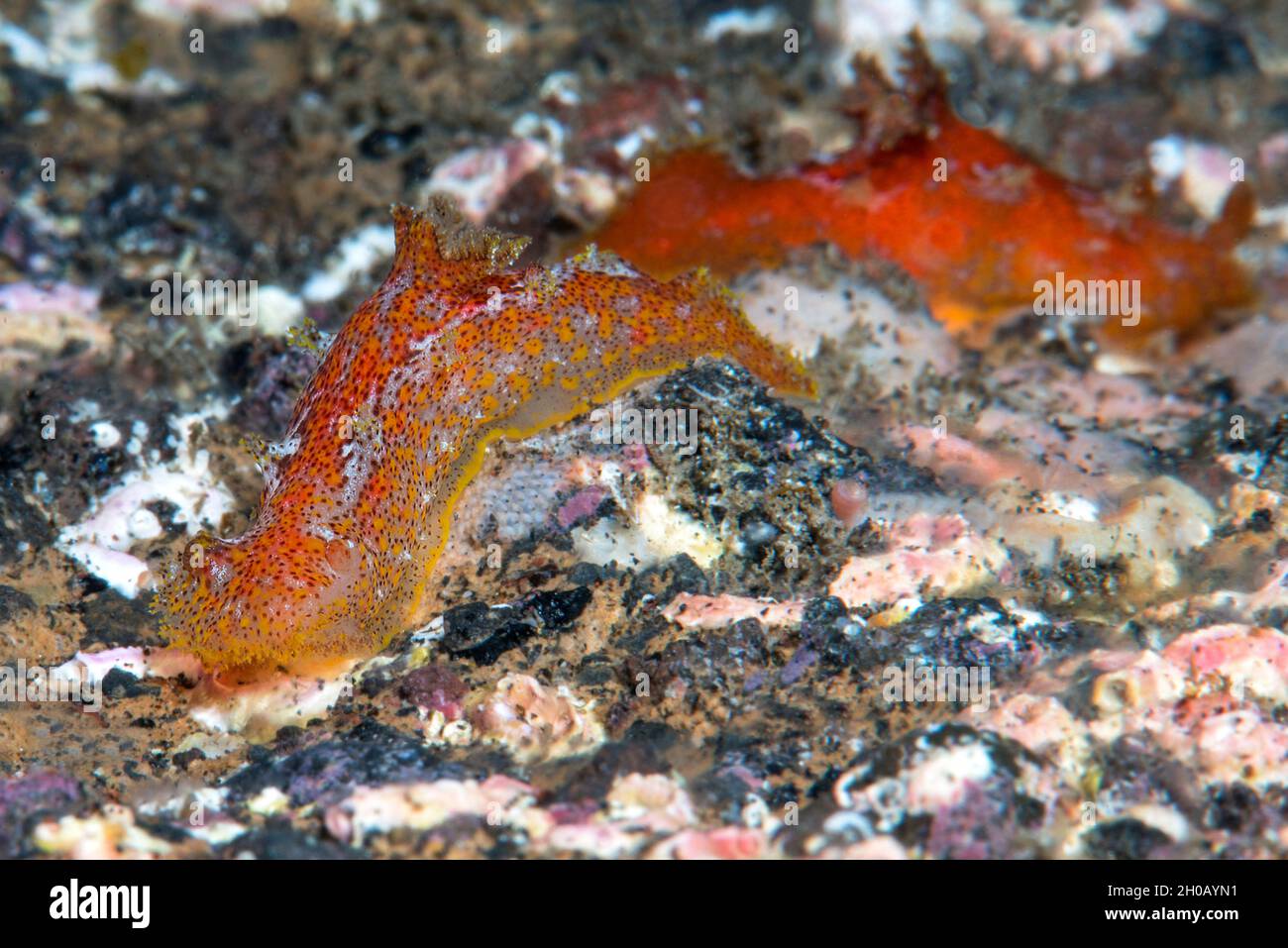 Nudibranch ((Plocamopherus madarea). Marine invertebrates of the Canary Islands, Tenerife. Stock Photo