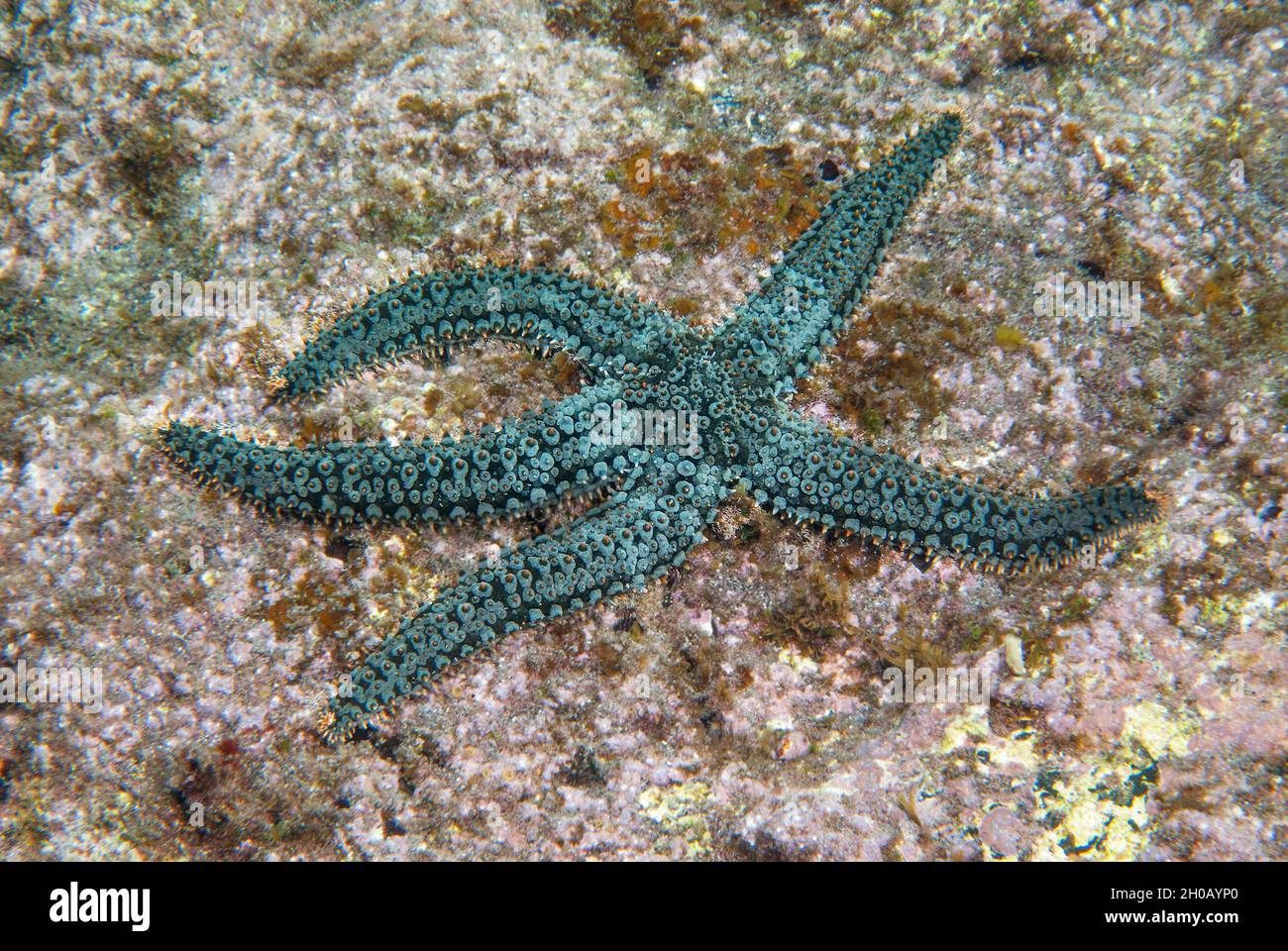 Starfish (Marthasterias glacialis). Marine invertebrates of the Canary Islands, Tenerife. Stock Photo