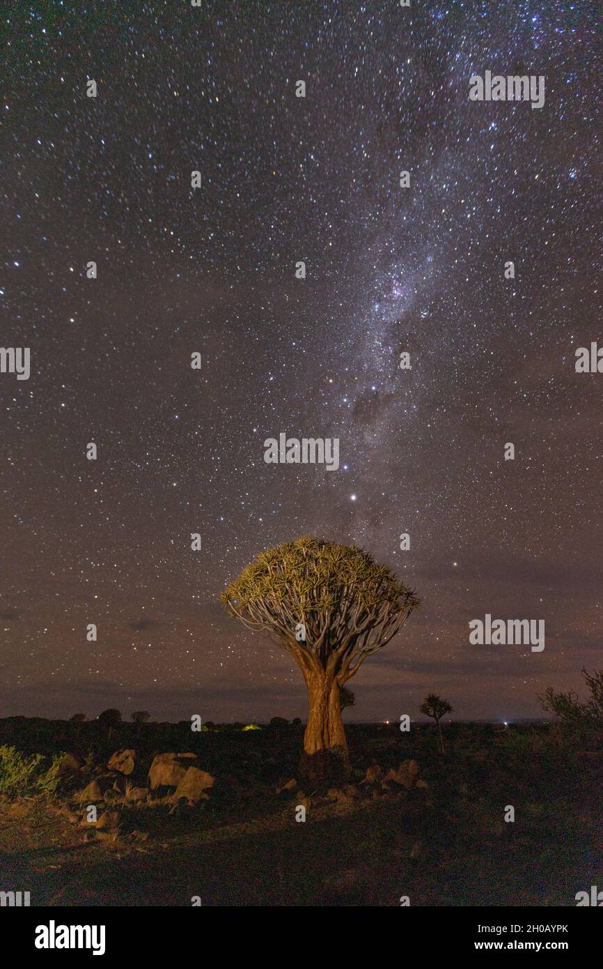 Quivertree forest or quiver tree (Aloidendron dichotomum) under the milky way, Gariganus farm, Keetmanshoop, Karas region, Namibia, Africa Stock Photo
