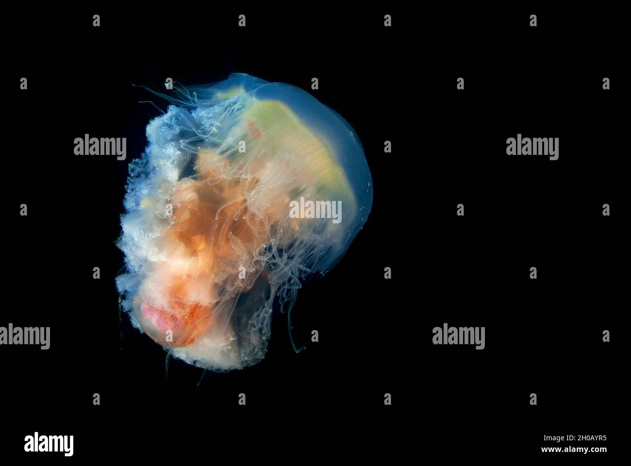 Lion's mane jellyfish (Cyanea capillata), Canary Islands Stock Photo