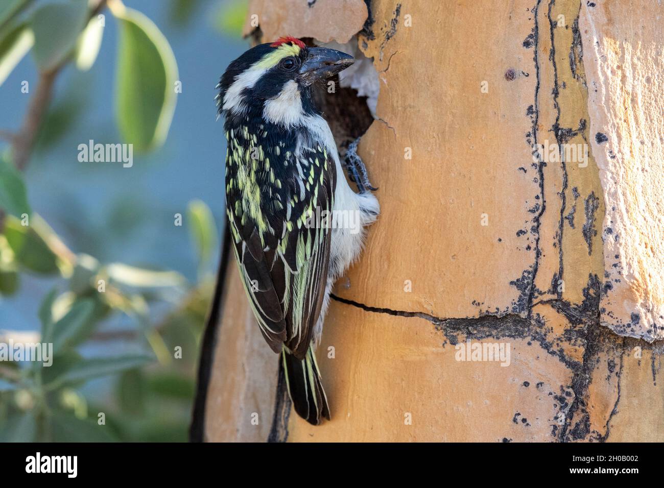 Acacia Pied Barbet or Pied Barbet (Tricholaema leucomelas), nesting in a quiver tree (Aloidendron dichotomum), Quivertree forest, Gariganus farm, Keet Stock Photo