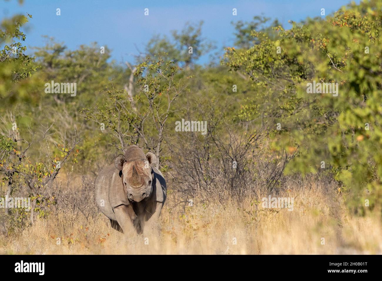 Black rhinoceros or hook-lipped rhinoceros (Diceros bicornis), in the savannah, Kalahari Desert, South African Republic, Southern Africa, Africa Stock Photo