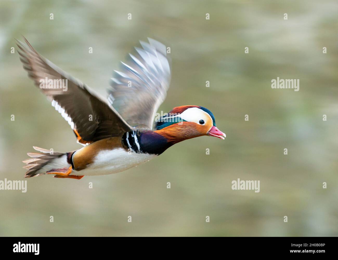 Mandarin duck (Aix galericulata) in flight, England Stock Photo Alamy