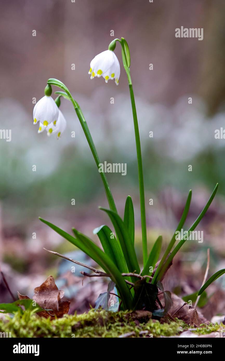 Spring Snowflake Leucojum Vernum 3 Plant In Flower In A Forest Environment At The End Of Winter Foret De Pierre La Treiche Around Toul Lorraine Fr Stock Photo Alamy