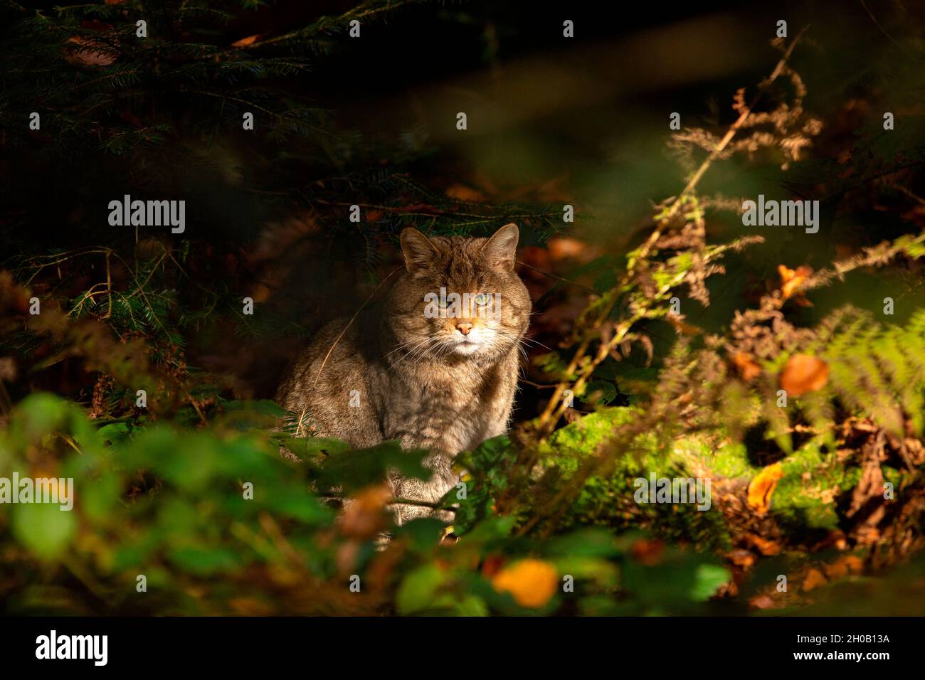Wild cat (Felis silvestris) in a forest, Bayerisher Wald, Bavaria, Germany Stock Photo