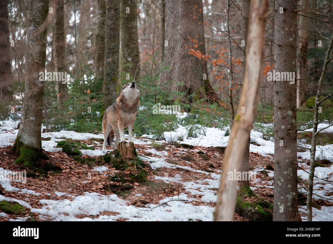 Wolf (Canis lupus) howling in the forest, Bayerisher Wald, Bavaria, Germany Stock Photo