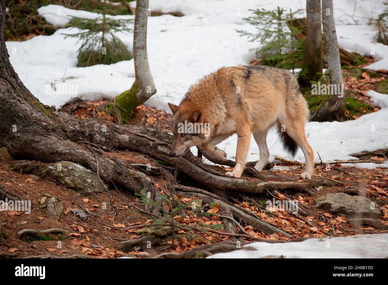 Wolf (Canis lupus) in the forest, Bayerisher Wald, Bavaria, Germany Stock Photo