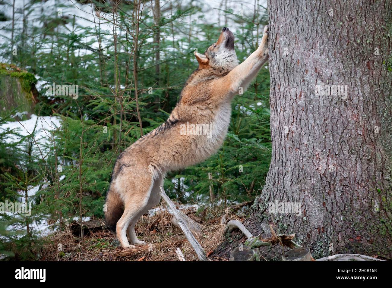 Wolf (Canis lupus) stretching against a tree trunk in the forest, Bayerisher Wald, Bavaria, Germany Stock Photo