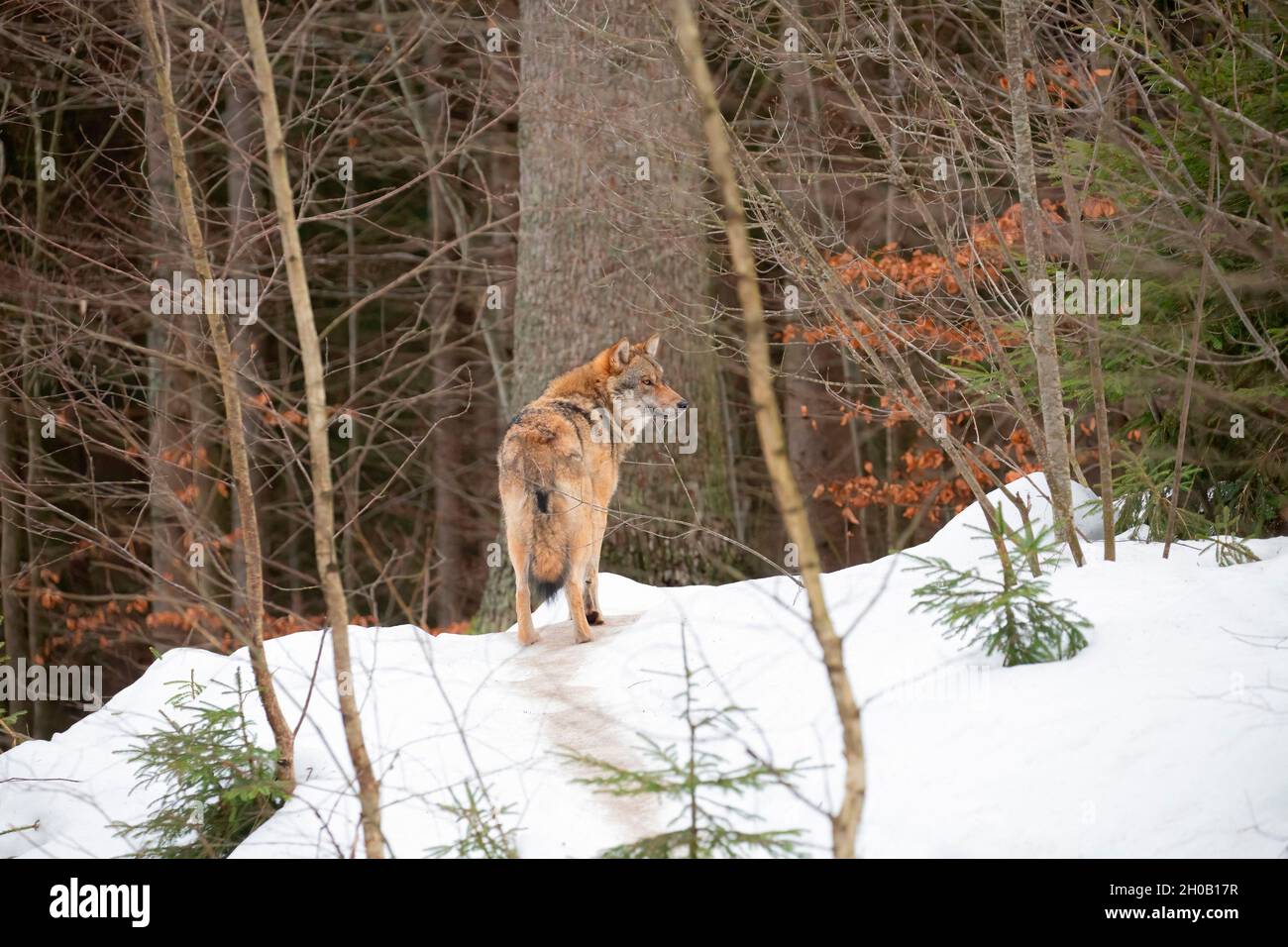 Wolf (Canis lupus) in the forest, Bayerisher Wald, Bavaria, Germany Stock Photo