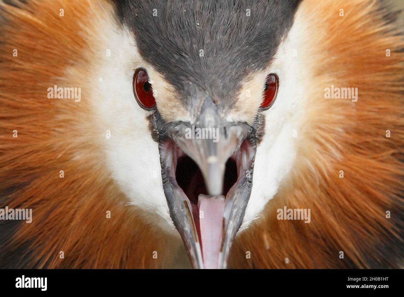 Great crested grebe (Podiceps cristatus) head details, England Stock Photo