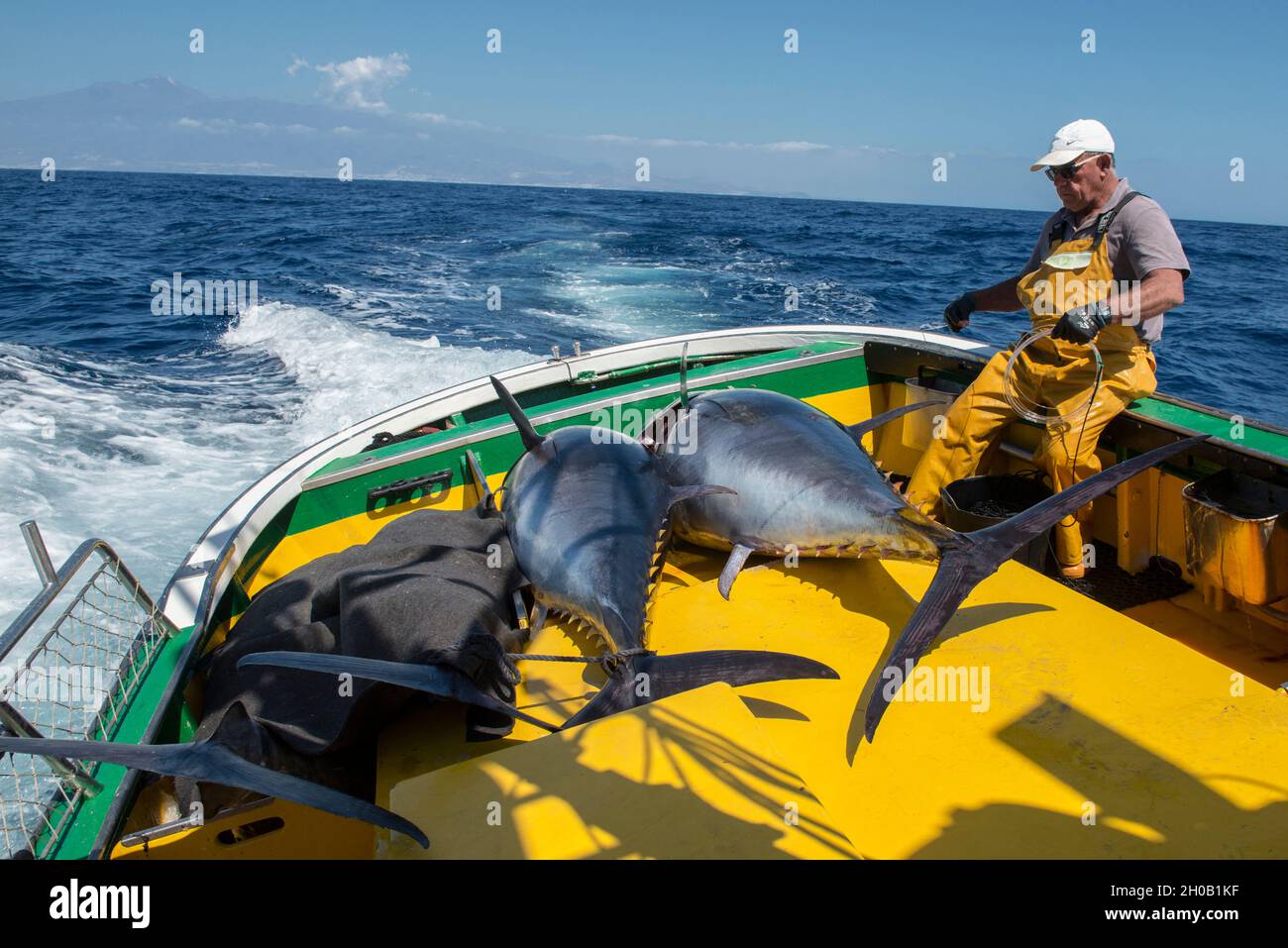 Artisanal and selective fishing for bluefin tuna, locally called