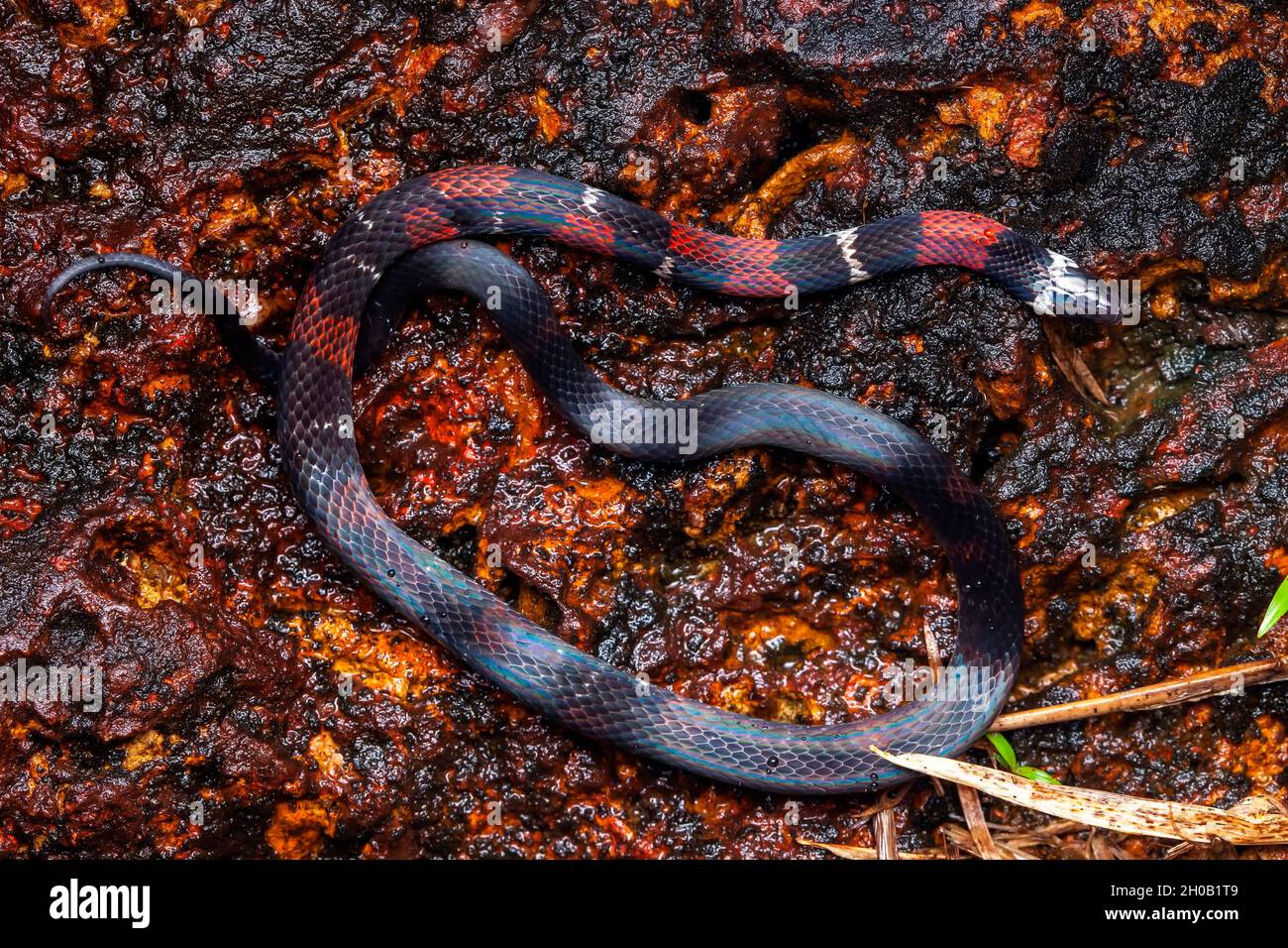 Boie's Ground Snake (Atractus badius) on ground, Belizon, French Guiana Stock Photo