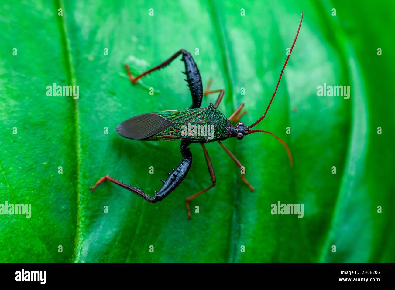 Leaf-footed Bug (Coreidae sp) on a leaf, Montagne de Fer, French Guiana Stock Photo