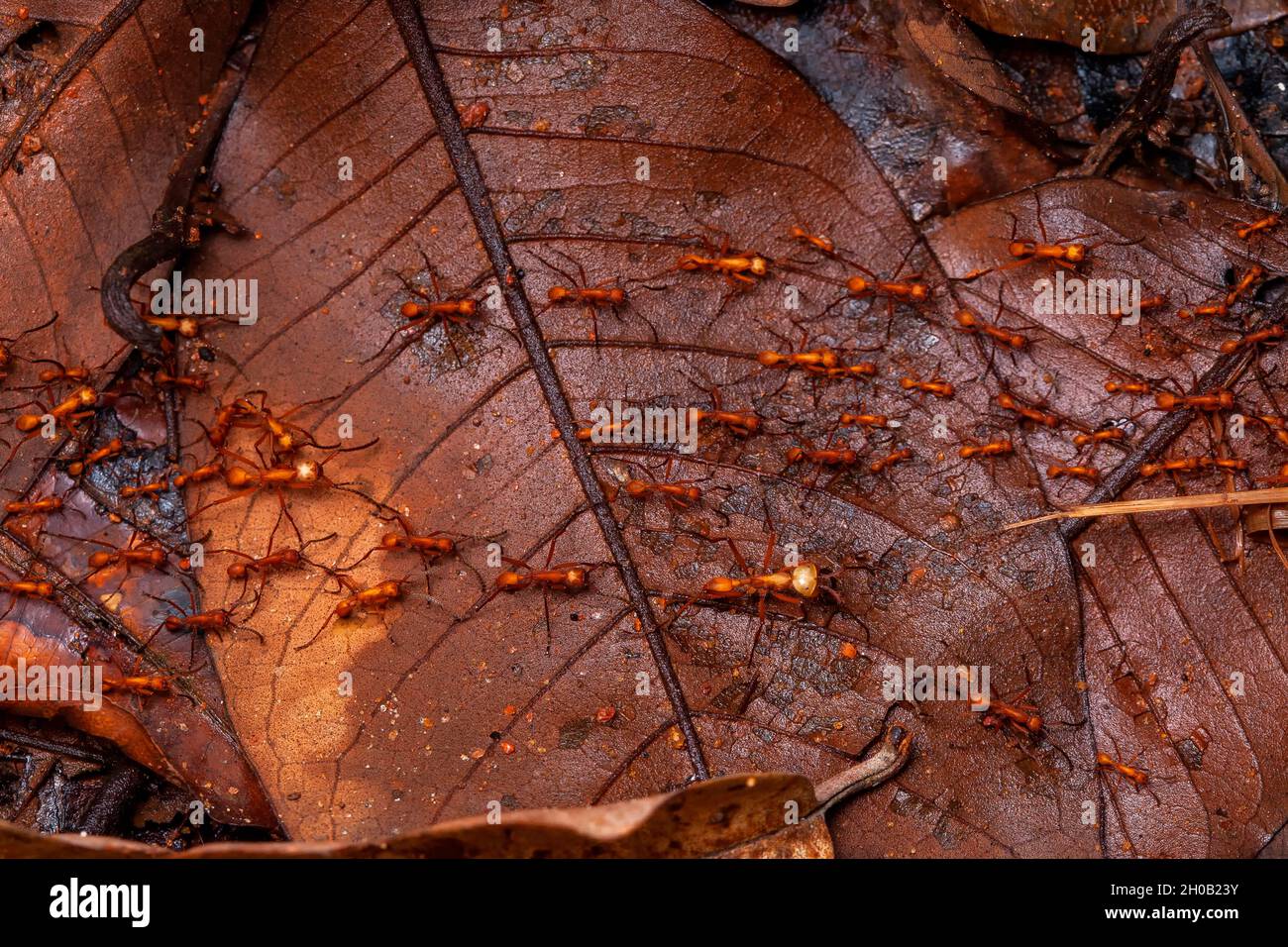 Army ant (Eciton burchelli) on a leaf, Montagne de Fer, French Guyana Stock Photo