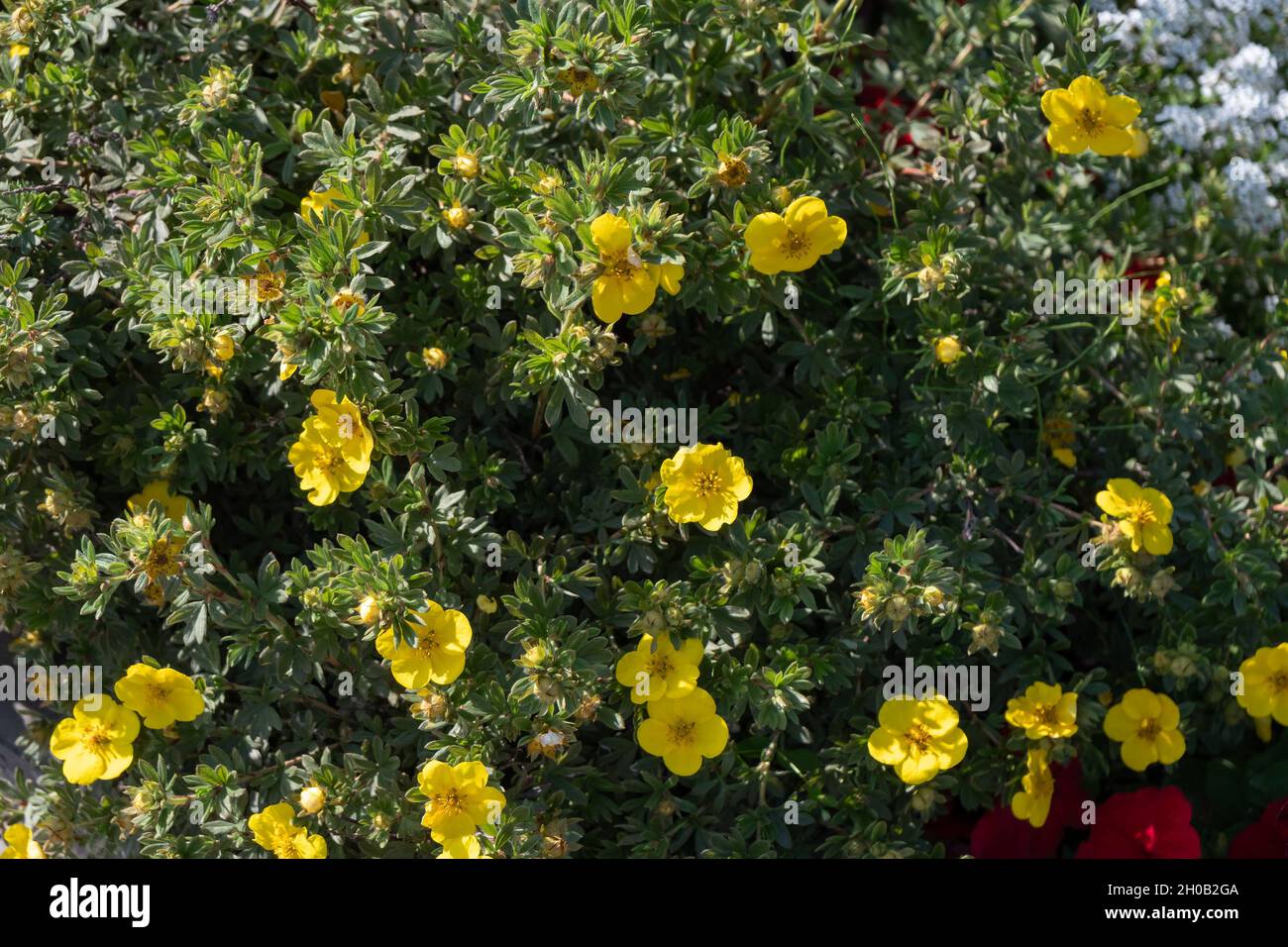 Blooming Kuril tea (Dasiphora Raf.) Or Potentilla L. or Pentaphylloides fruticosa on a sunny summer day. Stock Photo