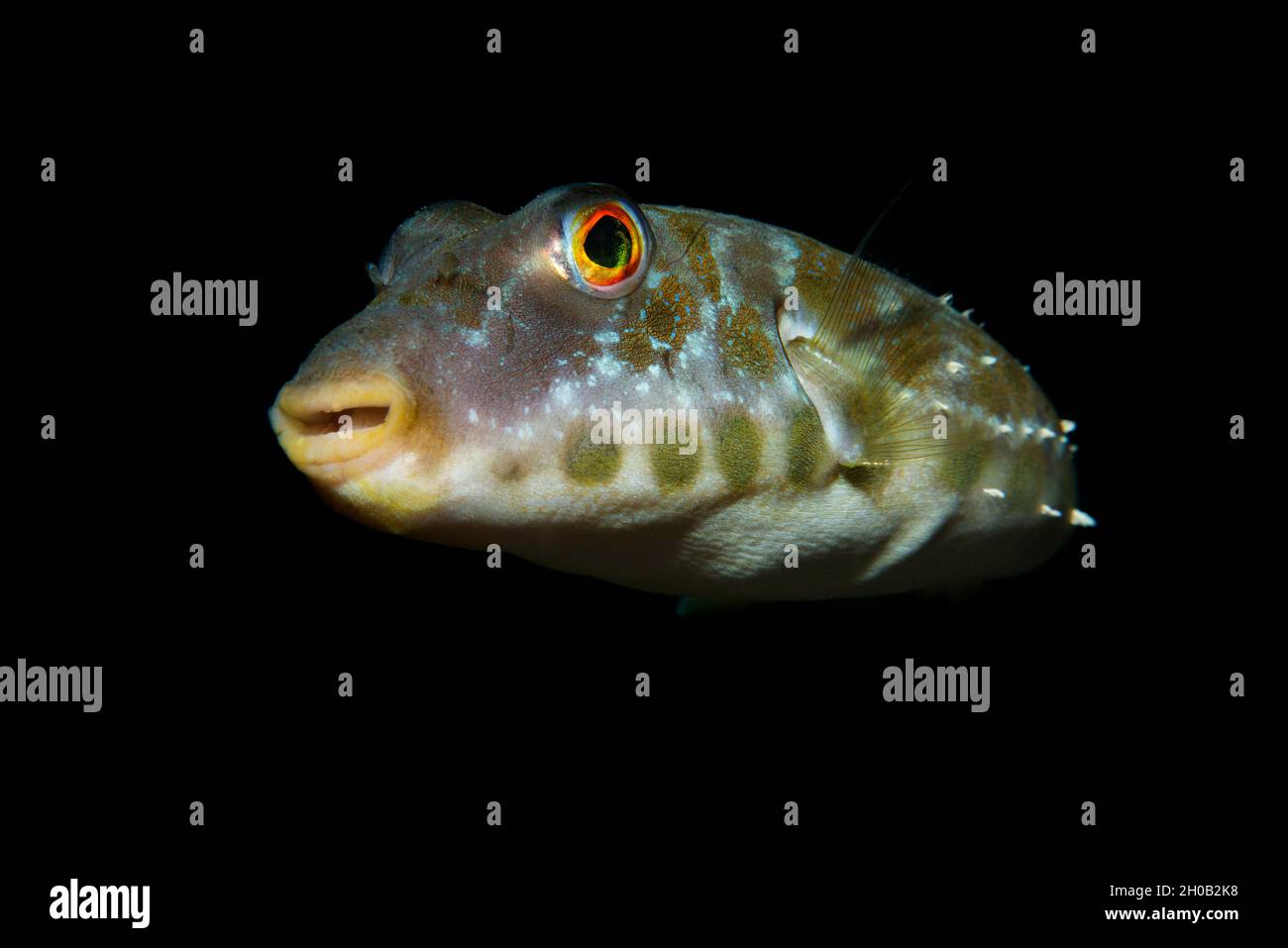 Bandtail puffer (Sphoeroides marmoratus). Fish of the Canary Islands, Tenerife. Stock Photo