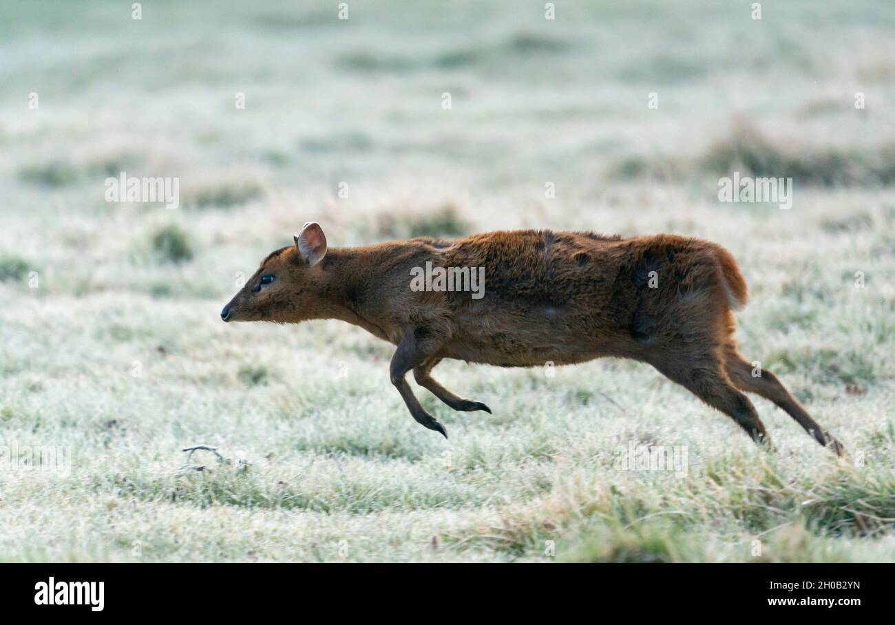 Muntjack deer (Muntiacus reevesi) running in a frozen meadow Stock Photo
