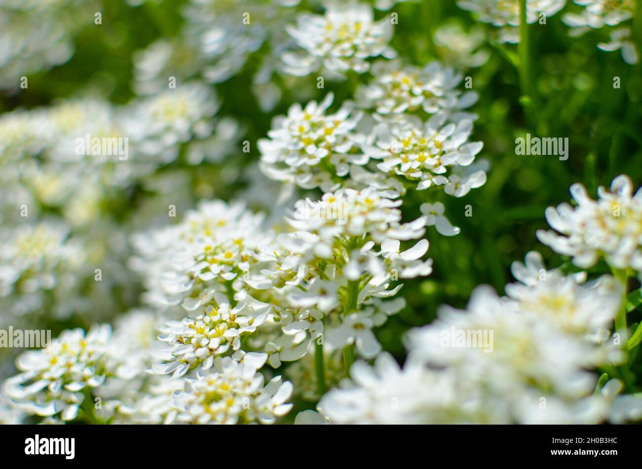 Iberis saxatilis, amara or bitter candytuft many white flowers Stock Photo