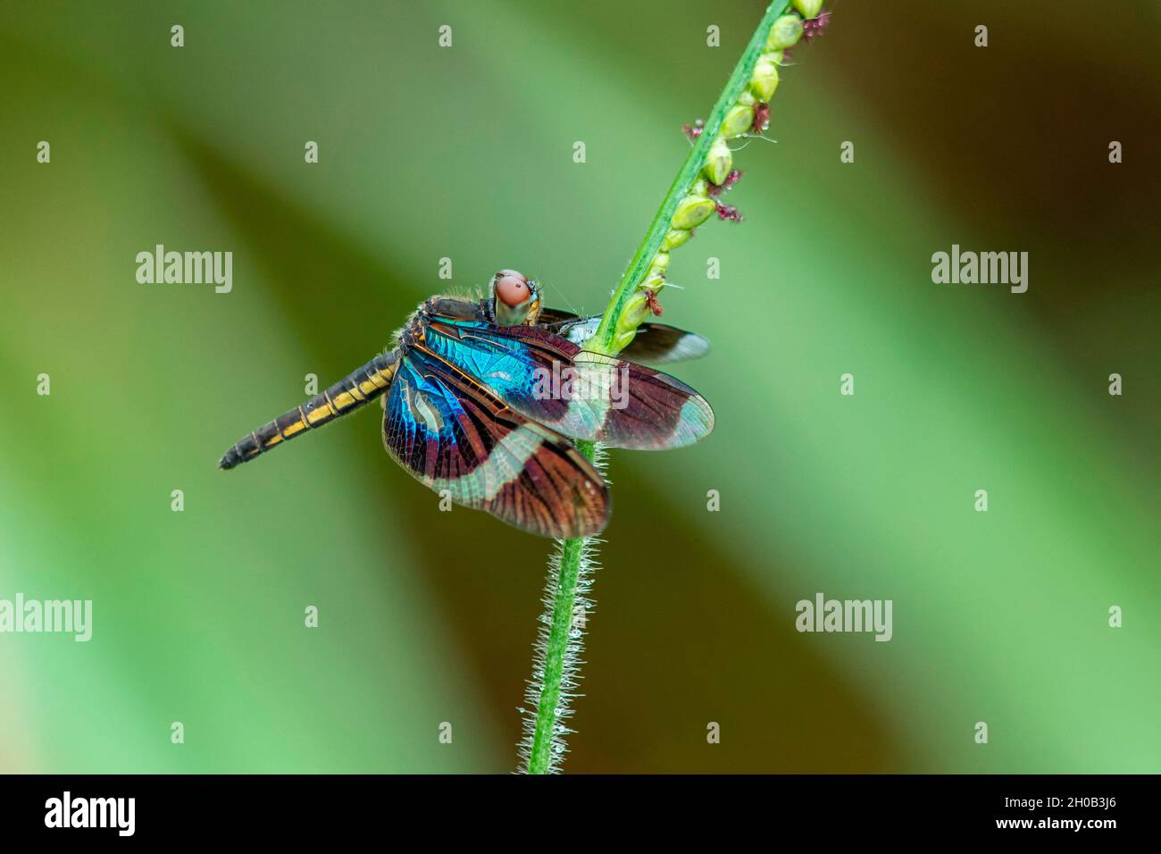 Bluewings Dragonfly (Zenithoptera viola) on a stem (Saramaca, French Guiana Stock Photo