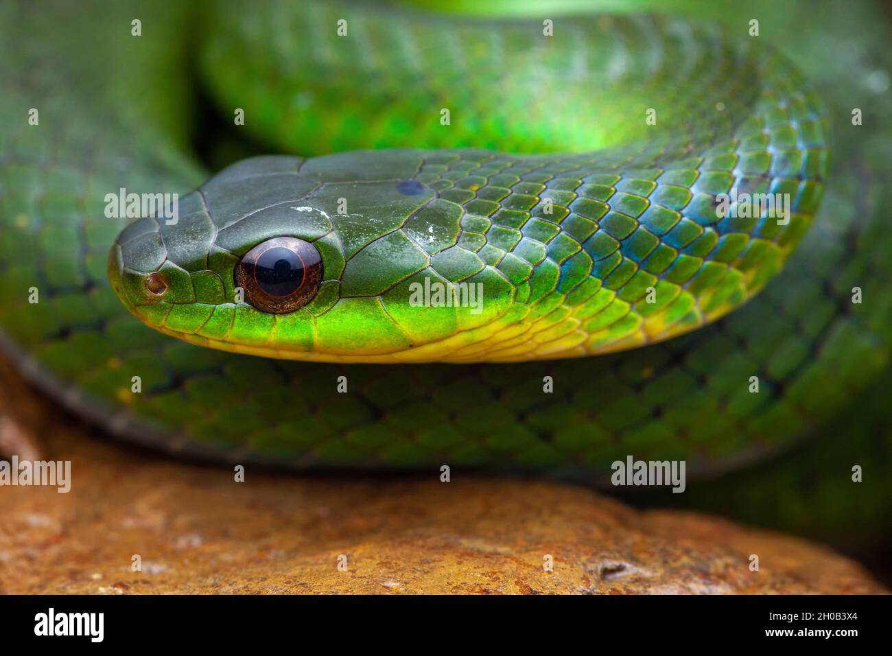 Blind Ground Snake (Erythrolamprus typhlus) portrait, Belizon, French Guiana Stock Photo