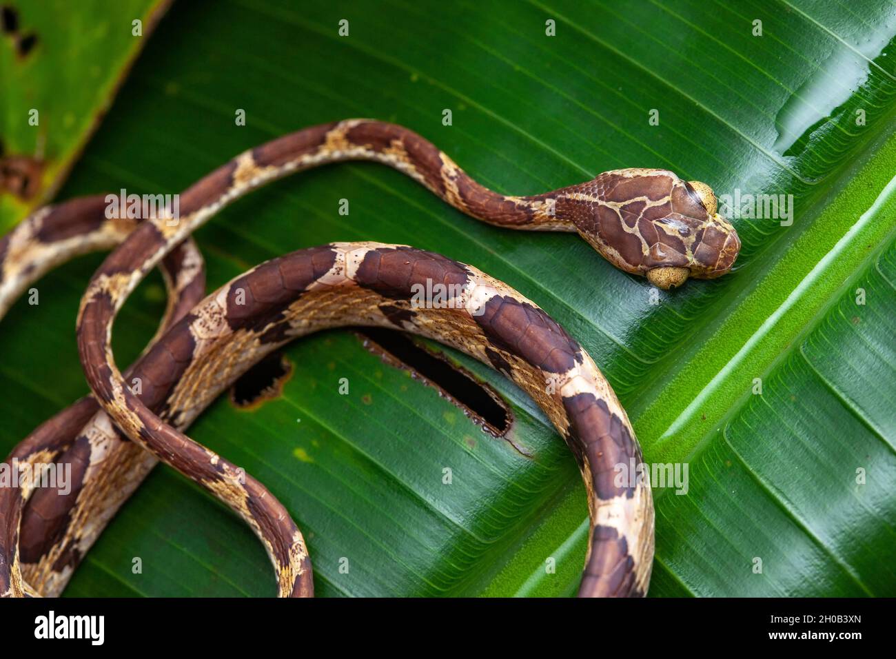 Blunt-headed treesnake (Imantodes cenchoa) on a leaf, Belizon, French Guiana Stock Photo