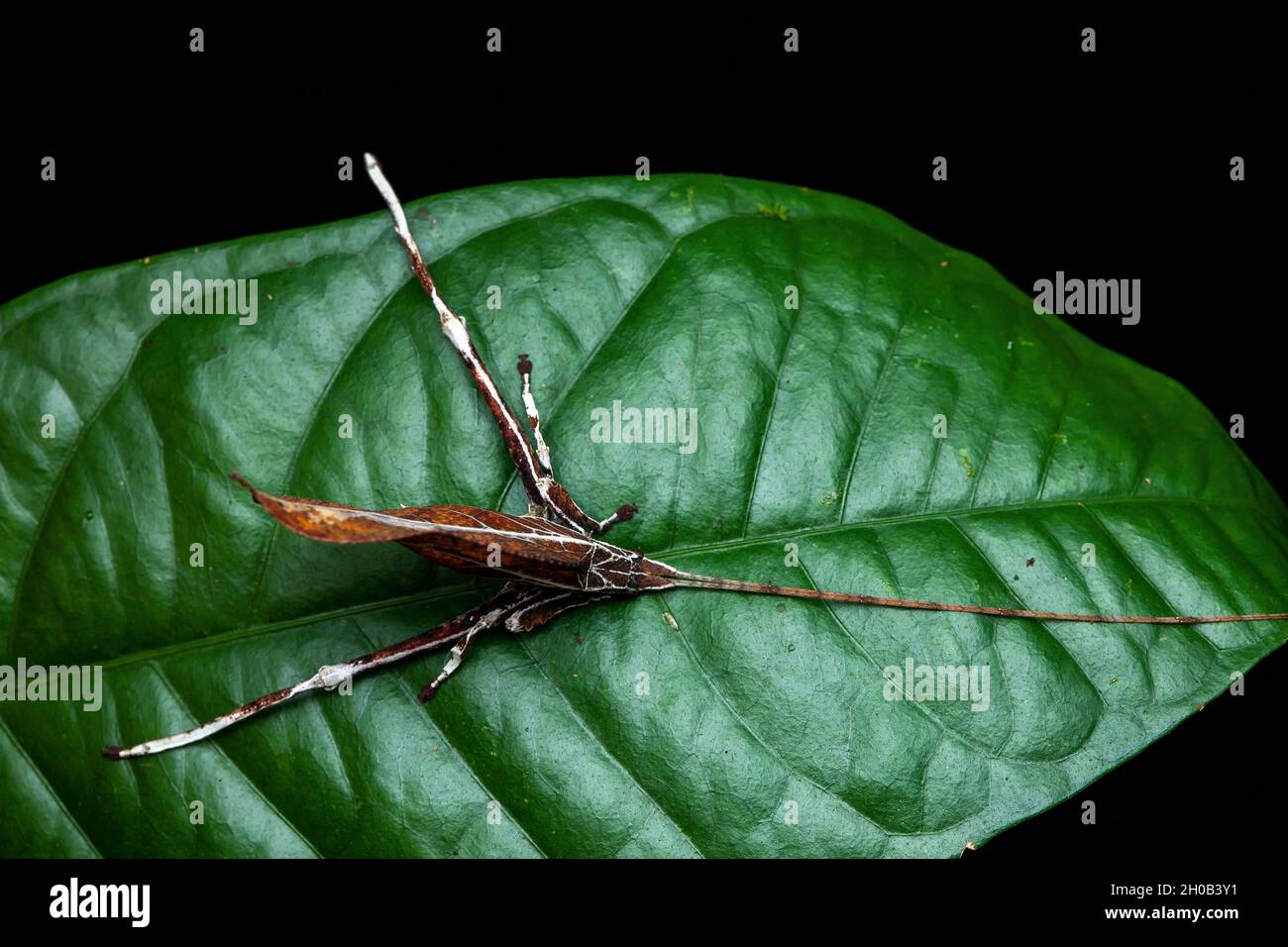Leaf-mimicking katydid (Typophyllum sp) on a leaf, Saut Maripa, French Guiana Stock Photo