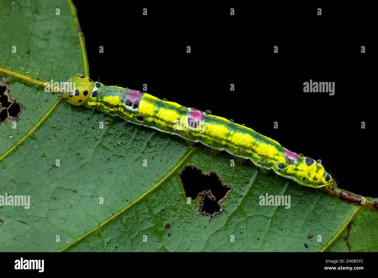 Noctuid moth (Noctuidae sp) caterpillar on a leaf, Saut Maripa, French Guiana Stock Photo