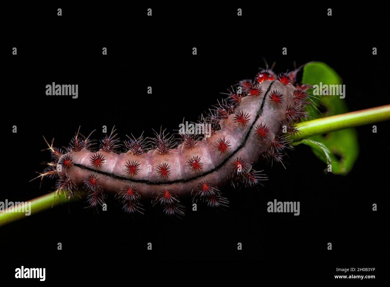Saturniid moth (Saturnidae sp) caterpillar on black background, Saut ...