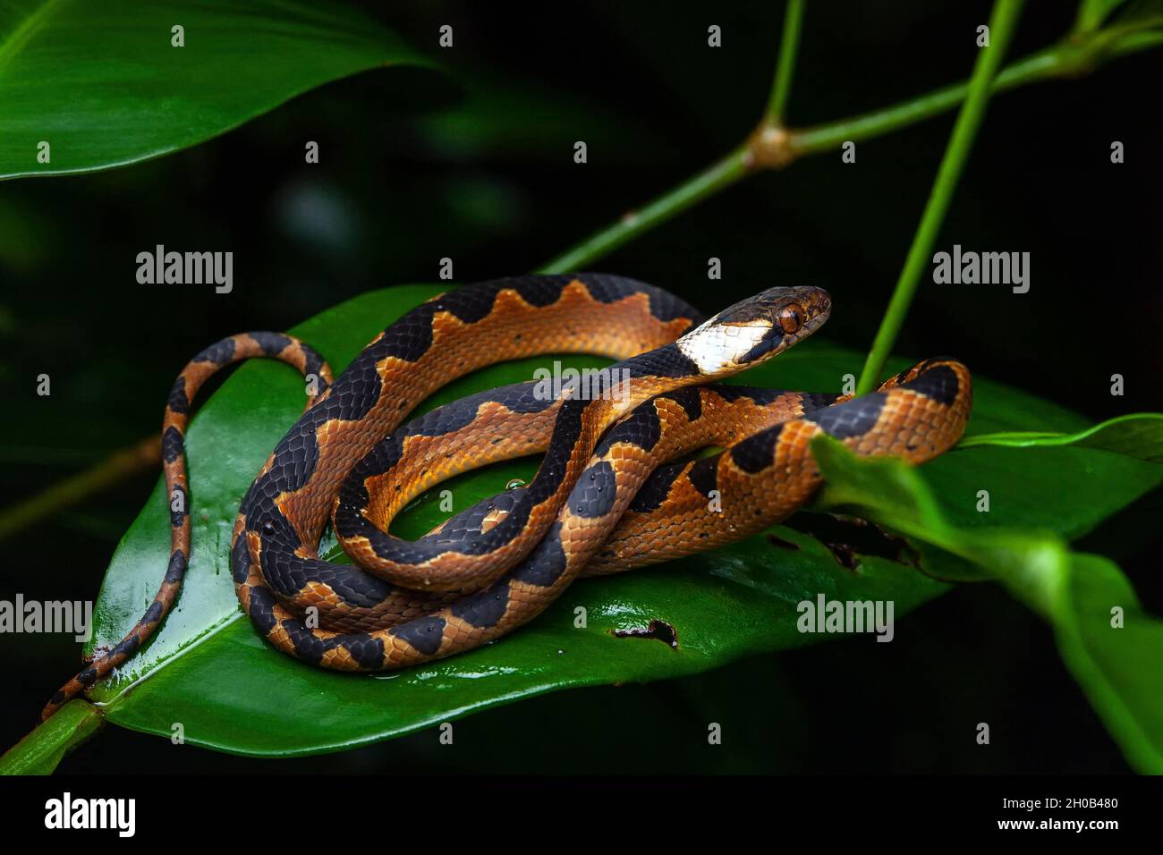 Banded cat-eyed snake (Leptodeira annulata) young on a leaf, Saut Maripa, French Guiana Stock Photo