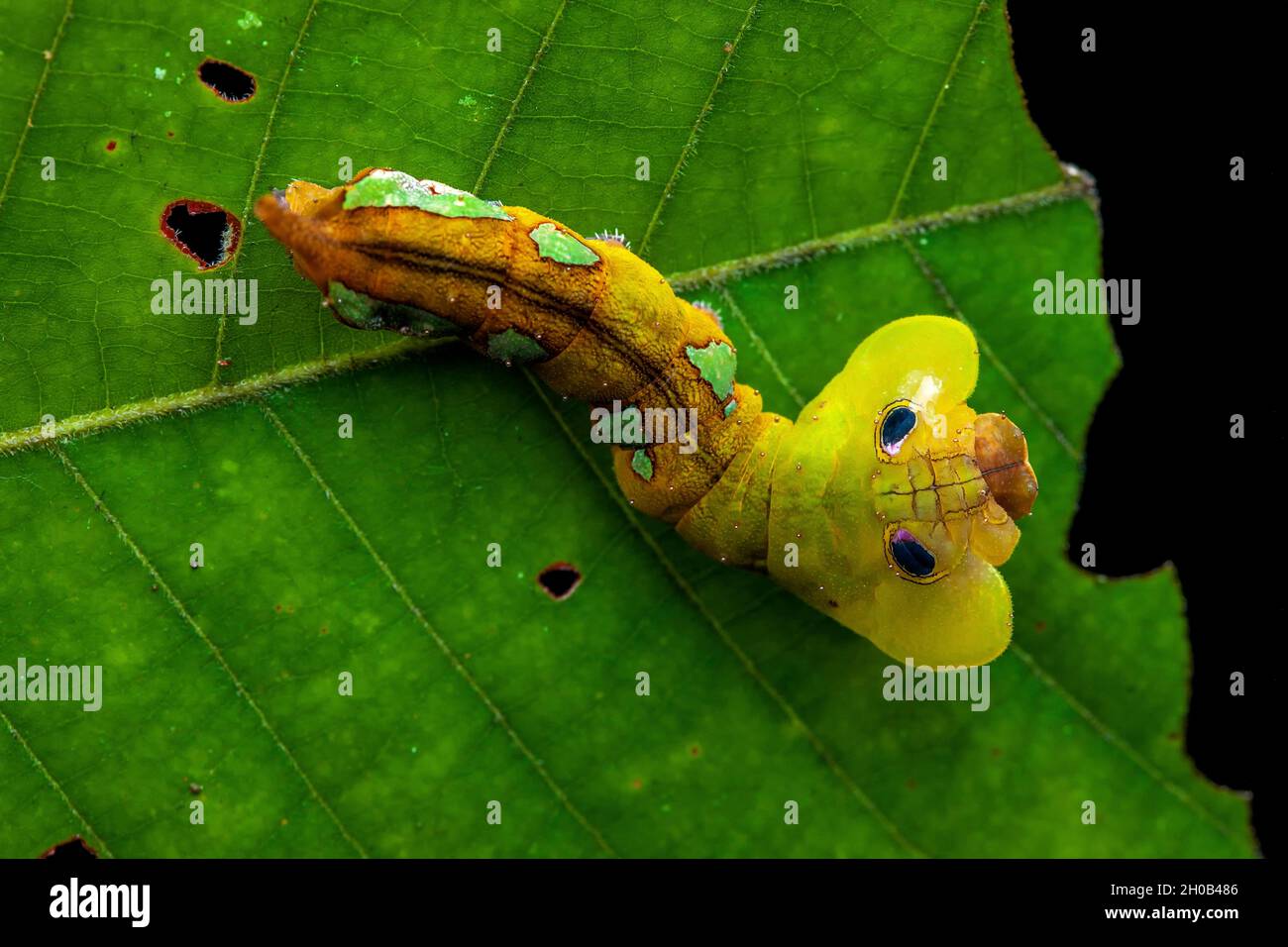 Dead leaf mimic moth (Oxytenis naemia aravaca) caterpillar on a leaf, Montagne de Fer, French Guiana Stock Photo