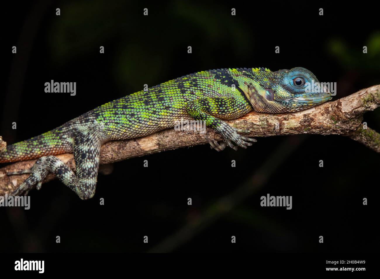 Blue-lipped tree lizard (Plica umbra) on a branch, Kaw, French Guiana Stock Photo