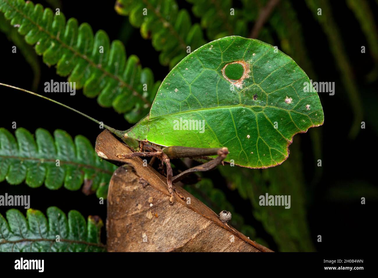 Sauterelle-feuille (Typophyllum lunatum) on a leaf, Kaw, French Guiana Stock Photo