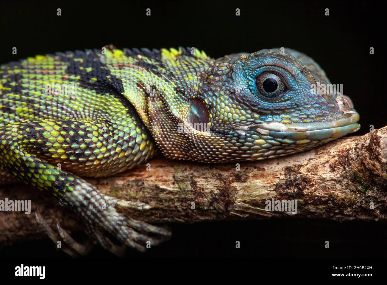 Blue-lipped tree lizard (Plica umbra) portrait, Kaw, French Guiana Stock Photo
