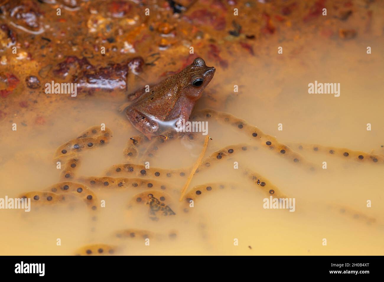 Beaked Toad (Rhinella castaneotica) with eggs, Belizon, French Guiana Stock Photo