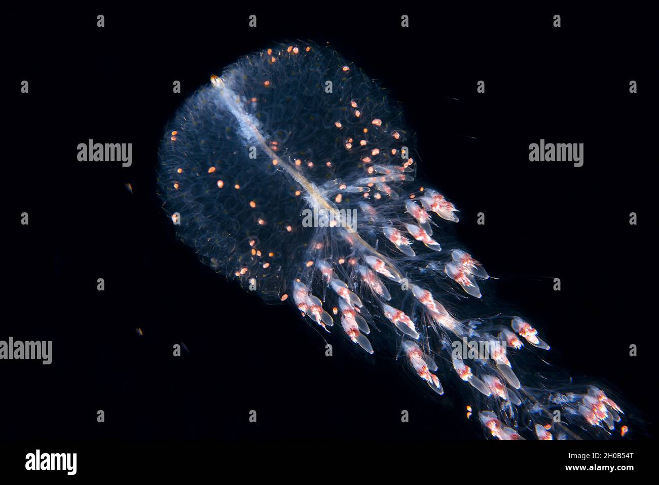Forskalia tholoides. Pelagic micro organism that is part of plankton. It lives dragged by the marine currents and it is common to observe it in spring Stock Photo