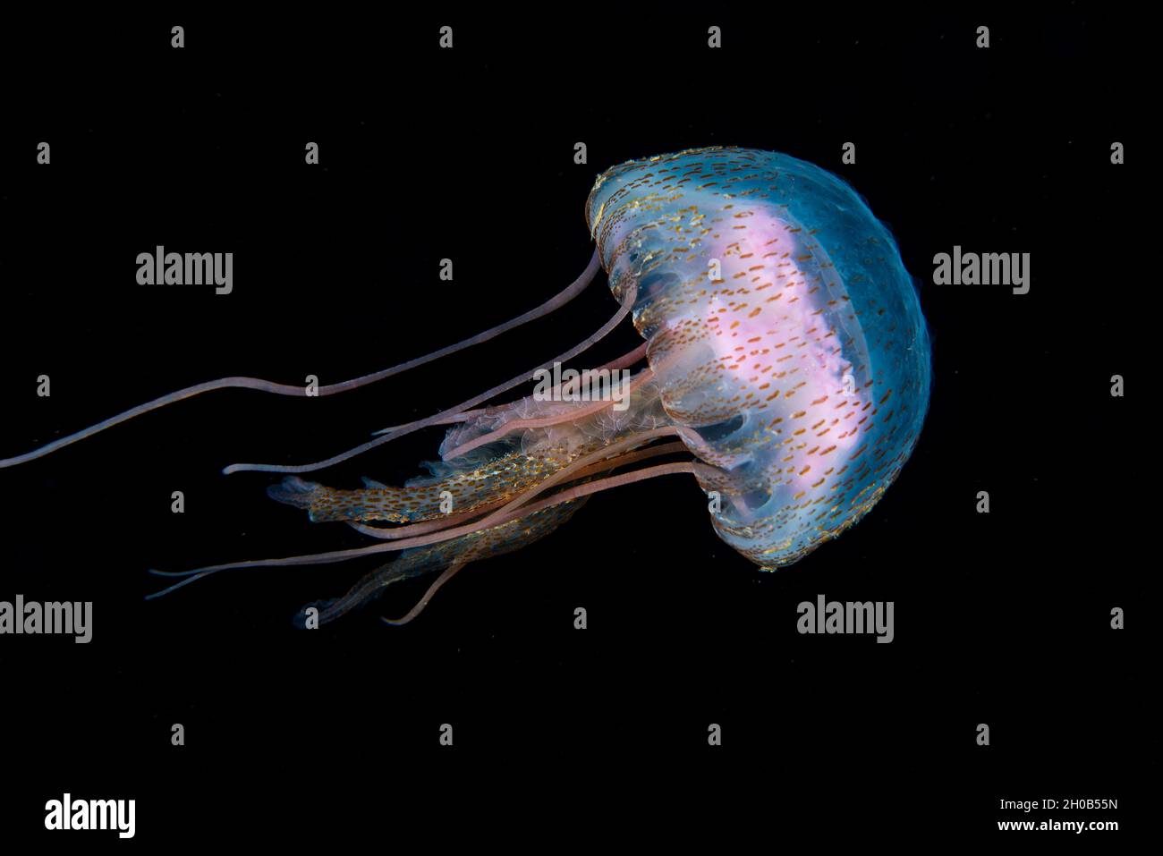 Jellyfish (Pelagia noctiluca). Marine invertebrates of the Canary Islands. Stock Photo