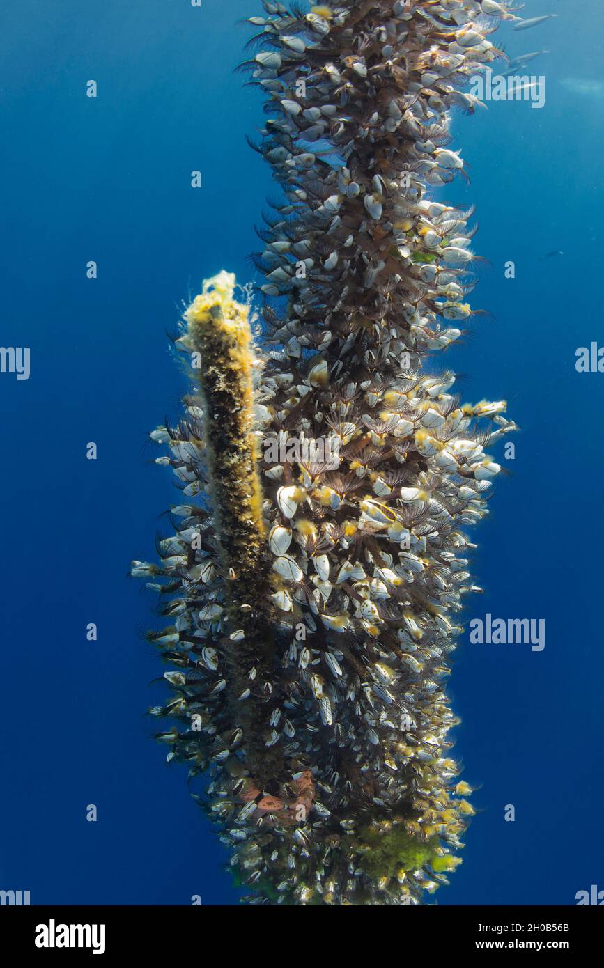 Pelagic gooseneck barnacle (Lepas anatifera). It is common to find them attached to floating objects adrift, in this case a rope. Marine invertebrates Stock Photo