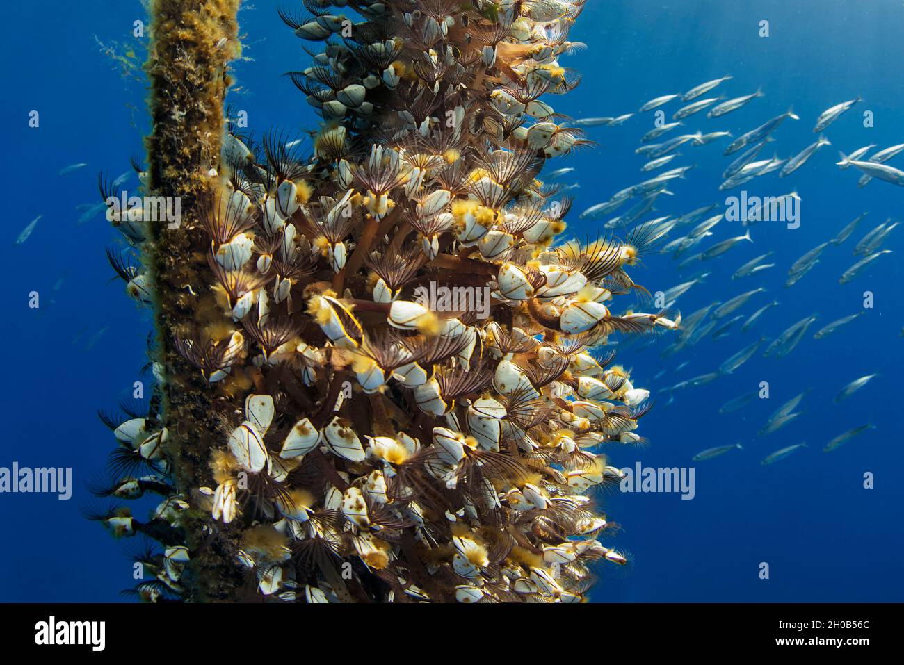 Pelagic gooseneck barnacle (Lepas anatifera). It is common to find them attached to floating objects adrift, in this case a rope. Marine invertebrates Stock Photo