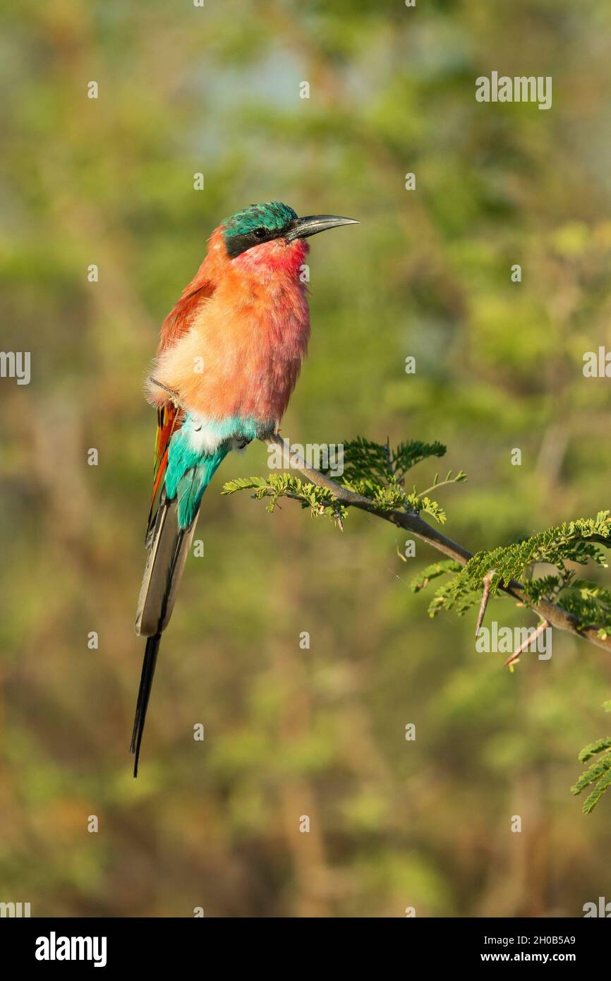 Southern Carmine Bee-eater (Merops nubicoides) perched, Chobe National Park, Botswana, Africa Stock Photo