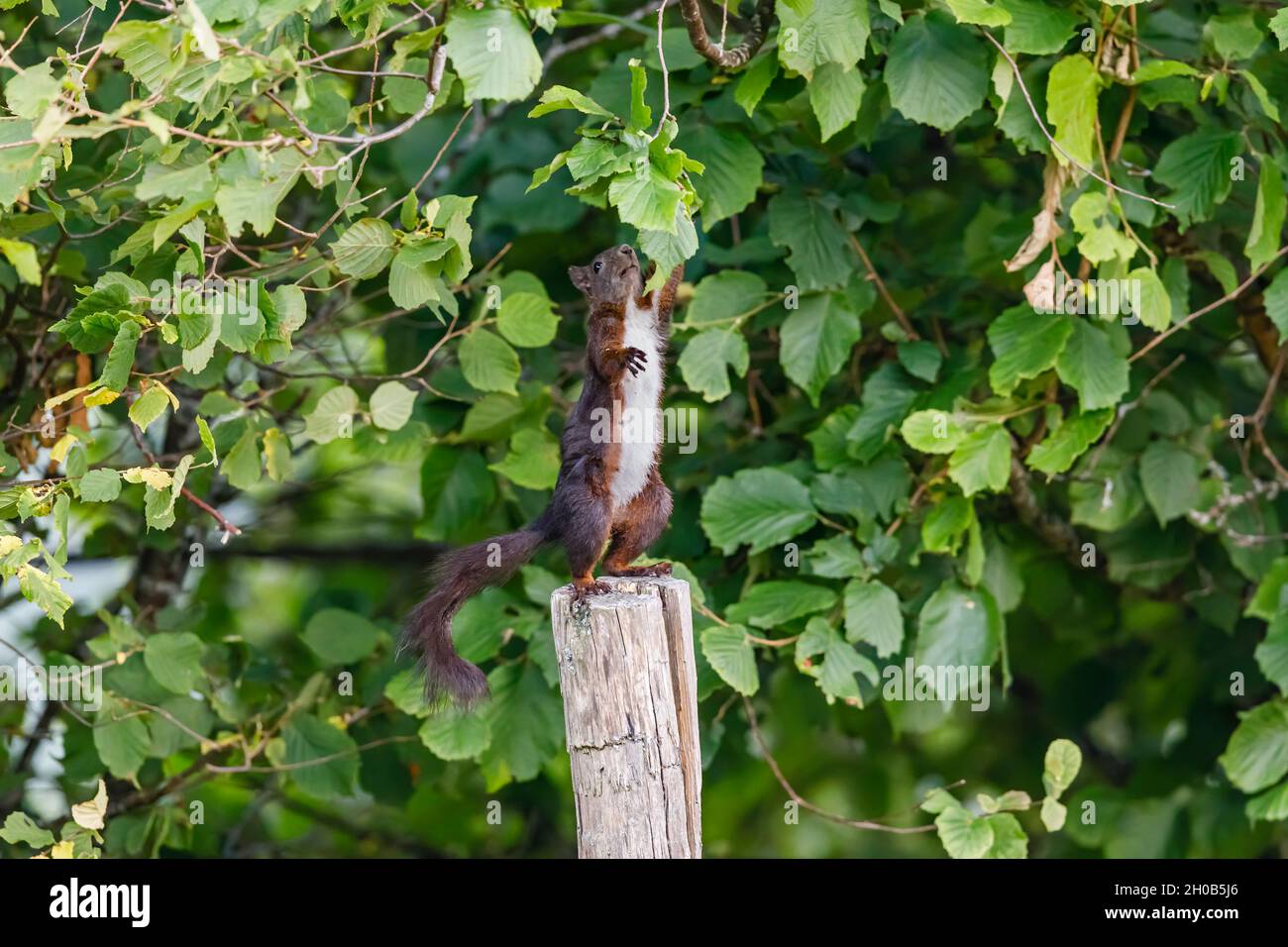 Red squirrel (Sciurus vulgaris) eating hazelnuts, standing on a pole, Alsace, France Stock Photo