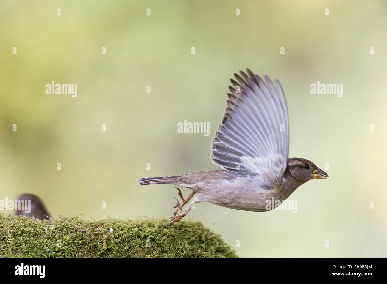 House sparrow (Passer domesticus) flying away from a bird feeder, Alsace, France Stock Photo